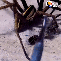 Wolf Spider GIF by The Dodo
