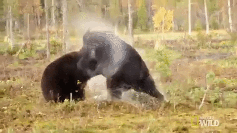 national geographic fight GIF by Nat Geo Wild