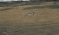 Film Fly GIF