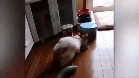 DanDotLewis giphygifmaker cats cucumbers GIF