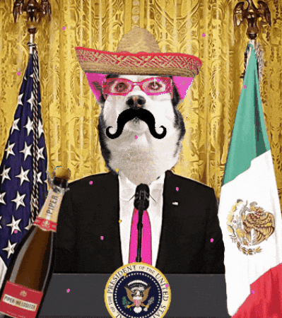 Mexican American Party GIF by SWAGGY WOLFDOG