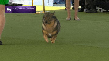 Swedish Vallhund Dogs GIF by Westminster Kennel Club