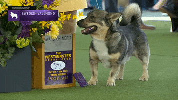 Swedish Vallhund Dogs GIF by Westminster Kennel Club