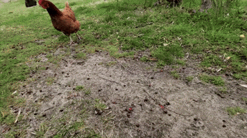 Oh yeah that's a chicken
