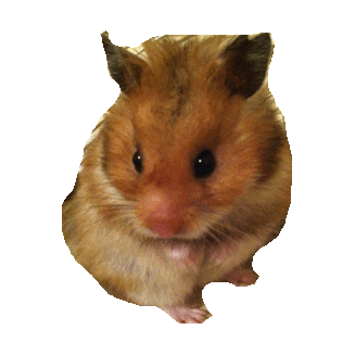 hamsters STICKER by imoji