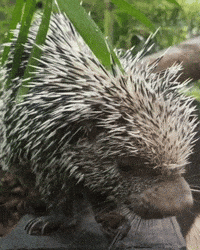 Cactus Porcupine GIF by Valley Zoo Development Society