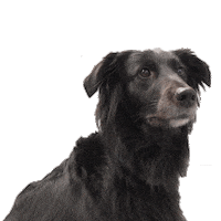 Dog Hund Sticker by TrafficDesign