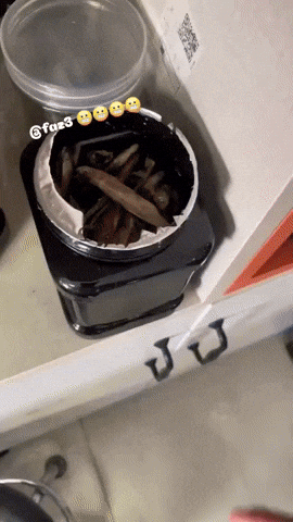 giphy.gif