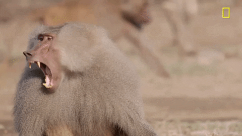 Nat Geo Baboon GIF by National Geographic Channel