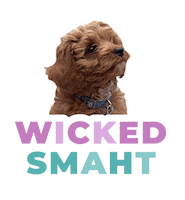 Dog Puppy Sticker by theinstagramexpert