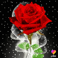 Spongebob Squarepants Love GIF by Likee US