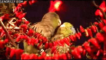 birds kissing GIF by Cheezburger
