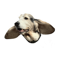 Take Off Maximus Sticker