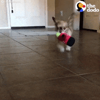 dog chihuahua GIF by The Dodo
