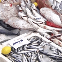 Fish Eat GIF by TRT