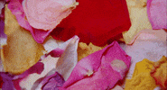 petals GIF by NOWNESS
