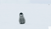 Penguin on the Move | Dynasties