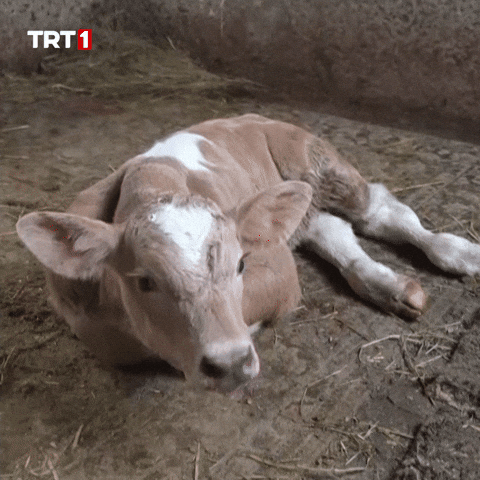 Tired Baby GIF by TRT