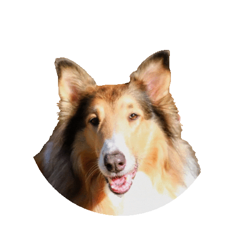 Border Collie Dog Sticker by Weld Realty