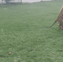 tiger animals being jerks GIF