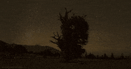 stars tree GIF by Head Like an Orange