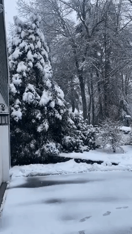 Authorities Report Downed Trees and Wires as Winter Weather Impacts Massachusetts