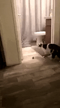 GifVif giphyupload work harder not smarter GIF