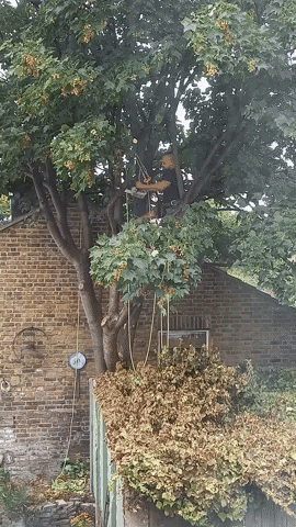 Simongip giphyupload GIF