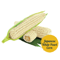 Comida Corn Sticker by tadafreshmarket