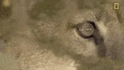 natgeochannel nat geo yellowstone yellowstone live prey baby boom GIF