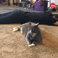Cat What GIF by BuzzFeed