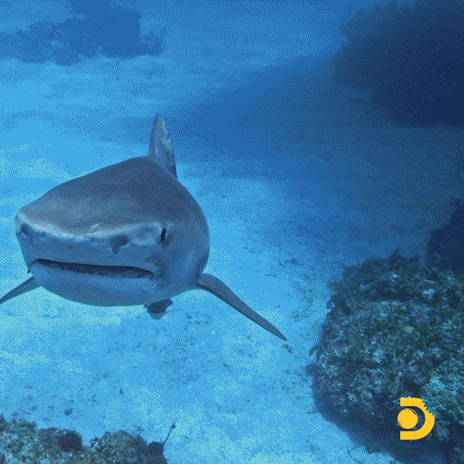 Tiffany Haddish GIF by Shark Week