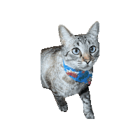Onomatopoeia Sticker by Geekster Pets