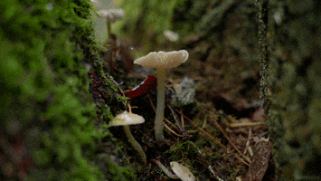 photography tree GIF by Living Stills