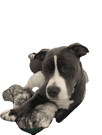 oliviamstaff olivia olivinha somostodosolivia oliviaamstaff Sticker
