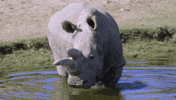 rhino GIF