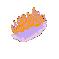 peachbabystudio peachbaby nudibranch sea slug sea animal Sticker