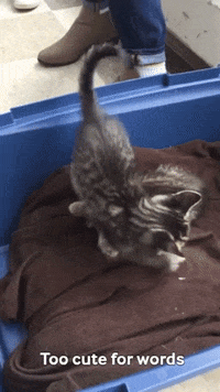 cats kittens GIF by Laurentian University