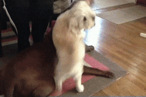 sniff GIF