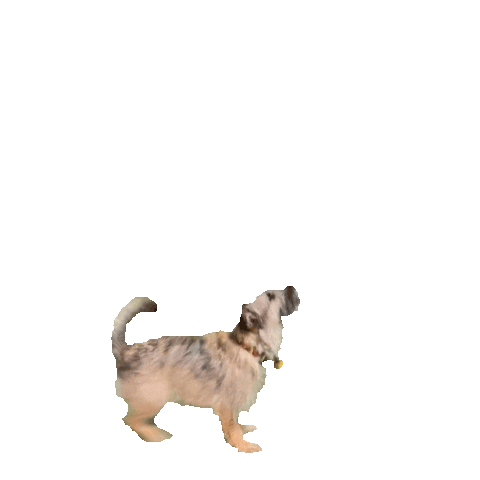 Dog Jump Sticker by ShellyFLEX
