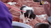 doggie winter wonderland pupparazzi GIF by Nat Geo Wild