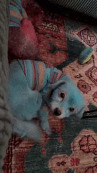 Dog Puppy GIF by LaRayia