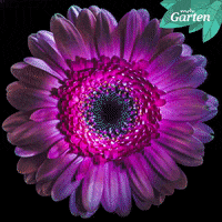 New Year Flower GIF by Mitteldeutscher Rundfunk