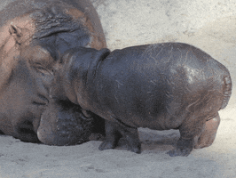 Mothers Day Baby GIF by San Diego Zoo Wildlife Alliance