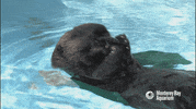 sea otter GIF by Monterey Bay Aquarium