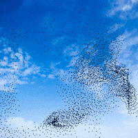 Flocking New York GIF by Ellen Lo