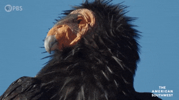 Bad Hair Day Birds GIF by PBS
