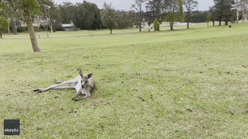 Dozens of Kangaroos Invade Golf Course in New South Wales