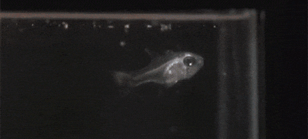 fish GIF