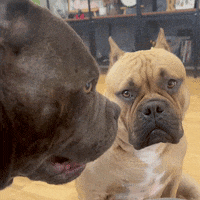 atomicbullies かわいい 犬 americanbully ぷい GIF